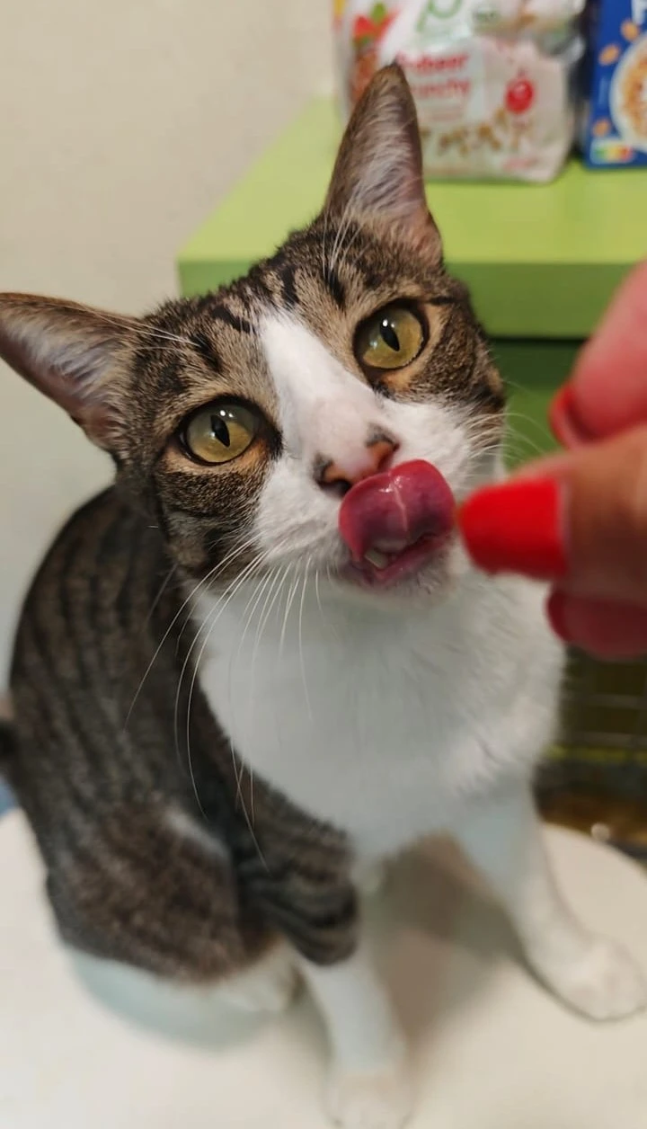 Gato atigrado y blanco lamiéndose los labios