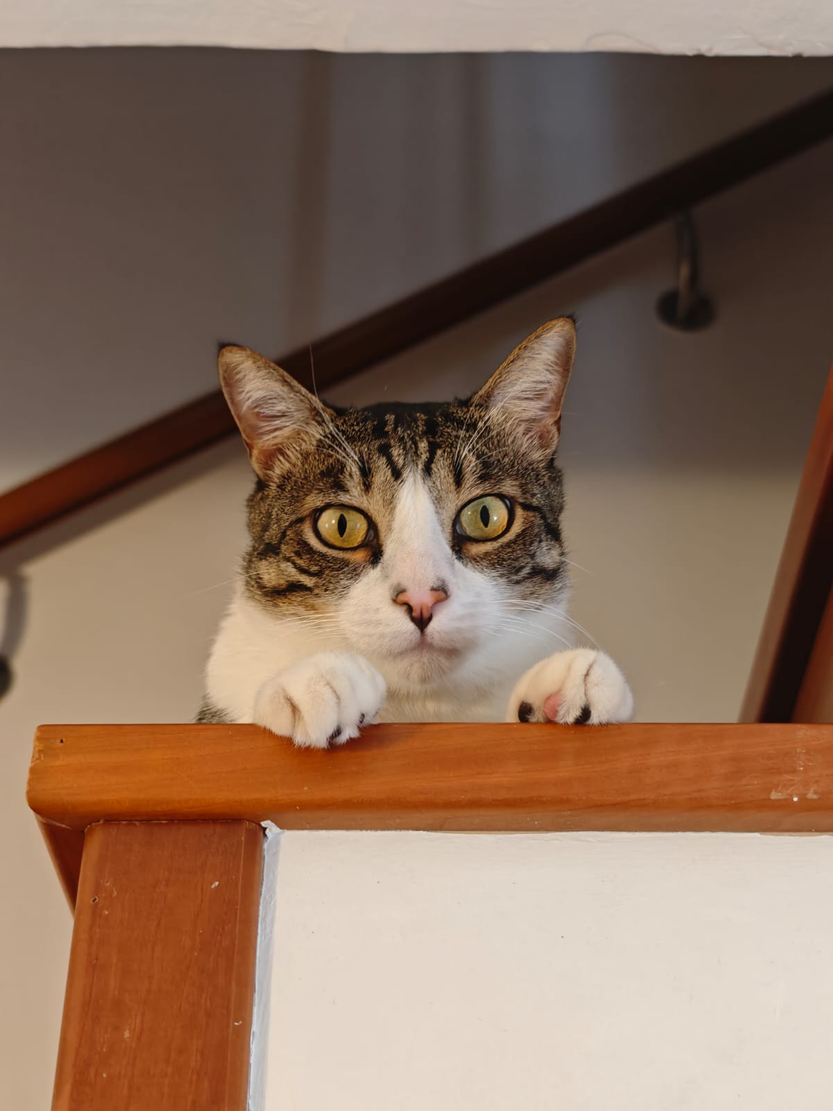 Eva, catsitter en Barcelona