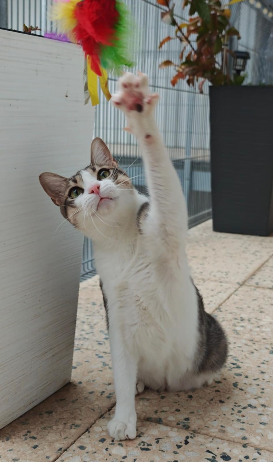 Cuidado de gatos a domicilio en Barcelona